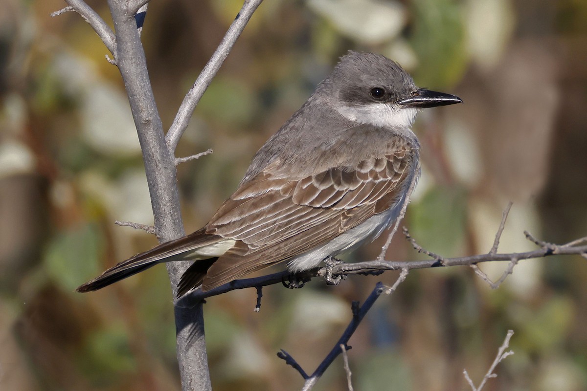 Gray Kingbird - ML644303191