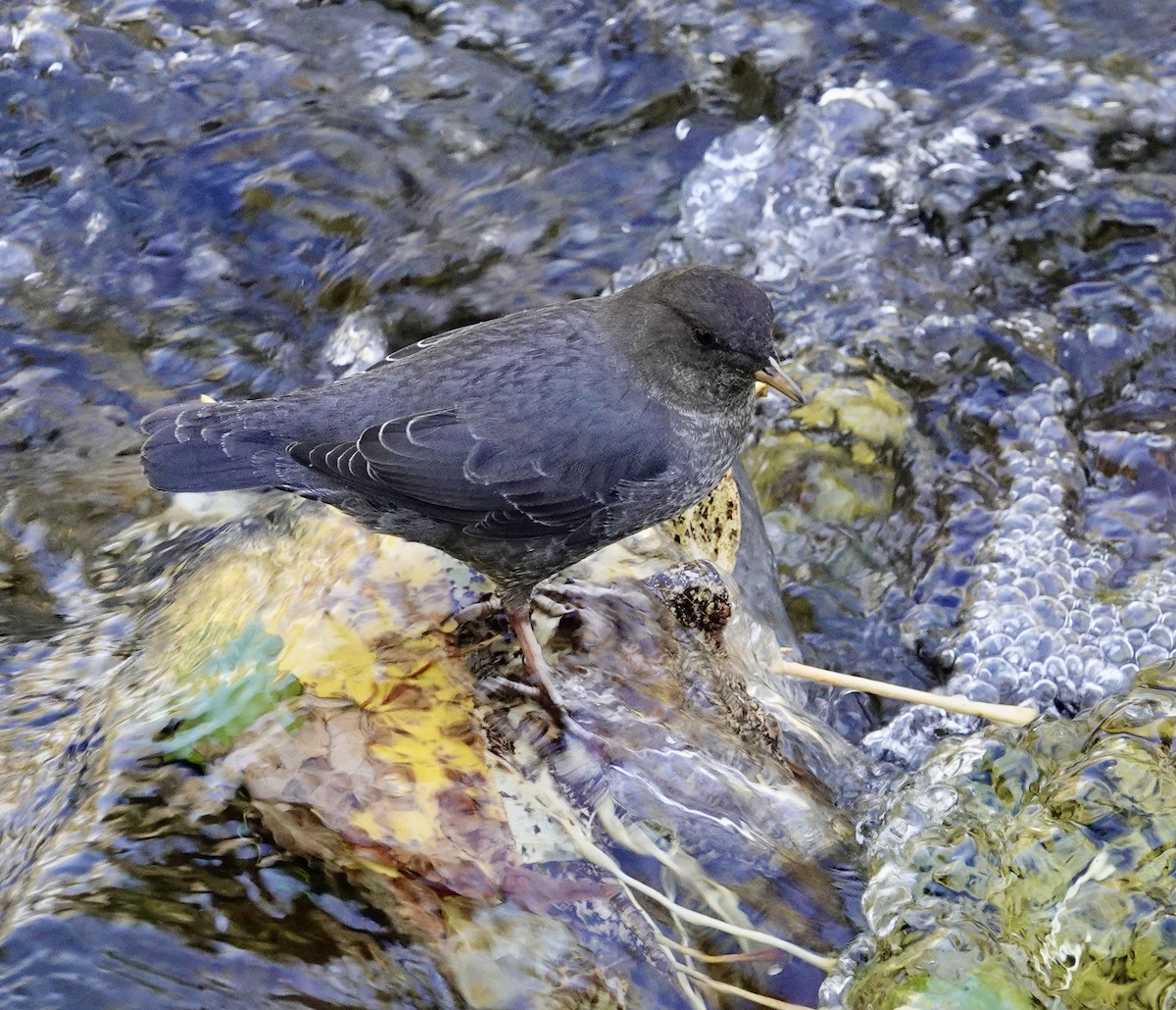 American Dipper - ML644303208