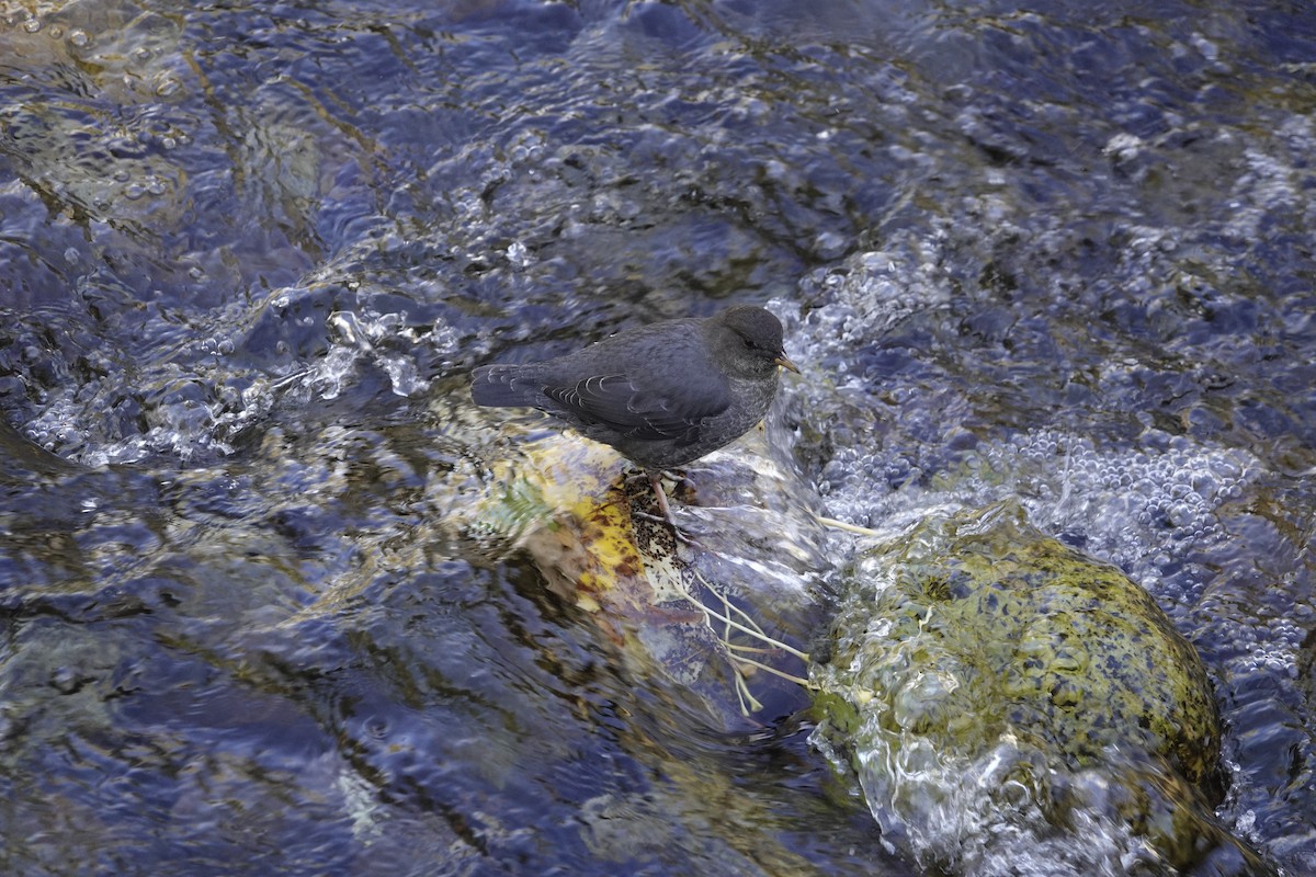 American Dipper - ML644303209