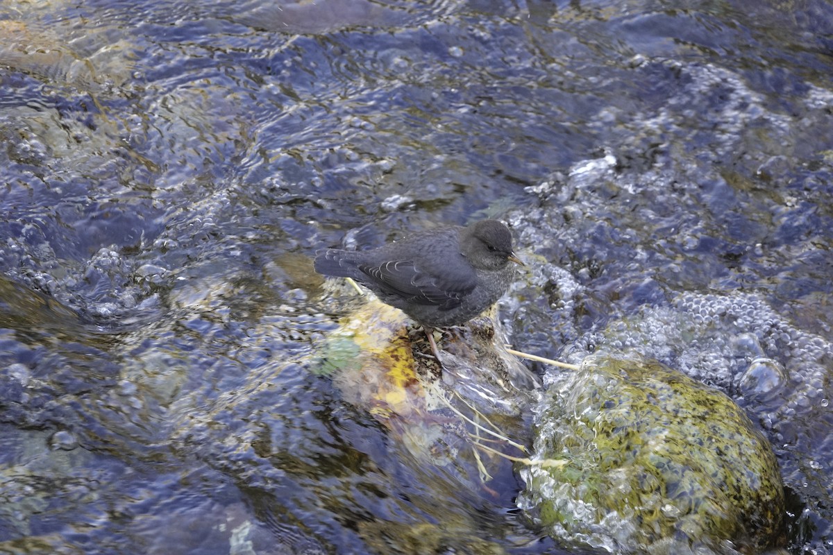 American Dipper - ML644303210