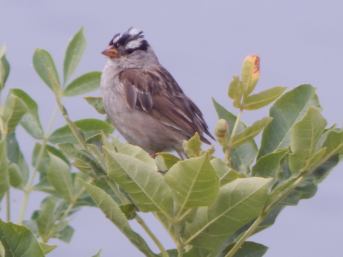 Porsuk Serçesi - ML644303229