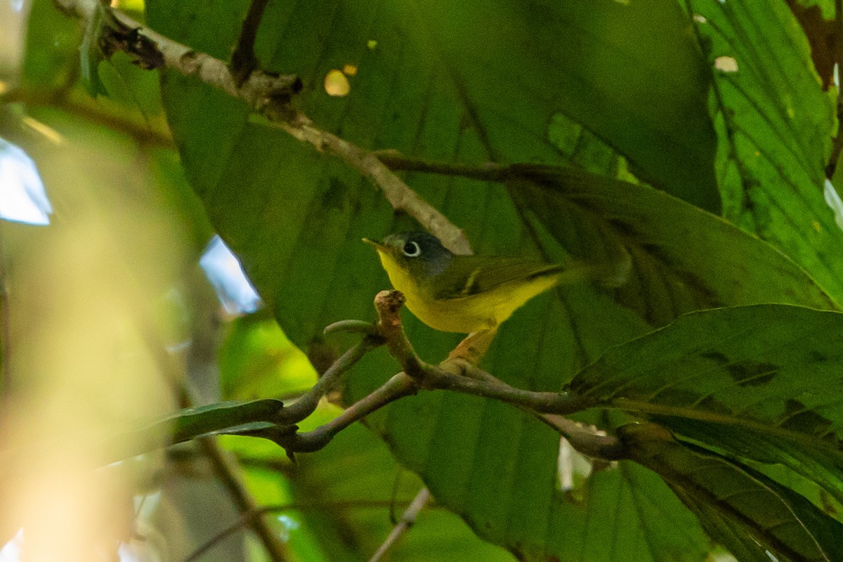 White-spectacled Warbler - ML644303240