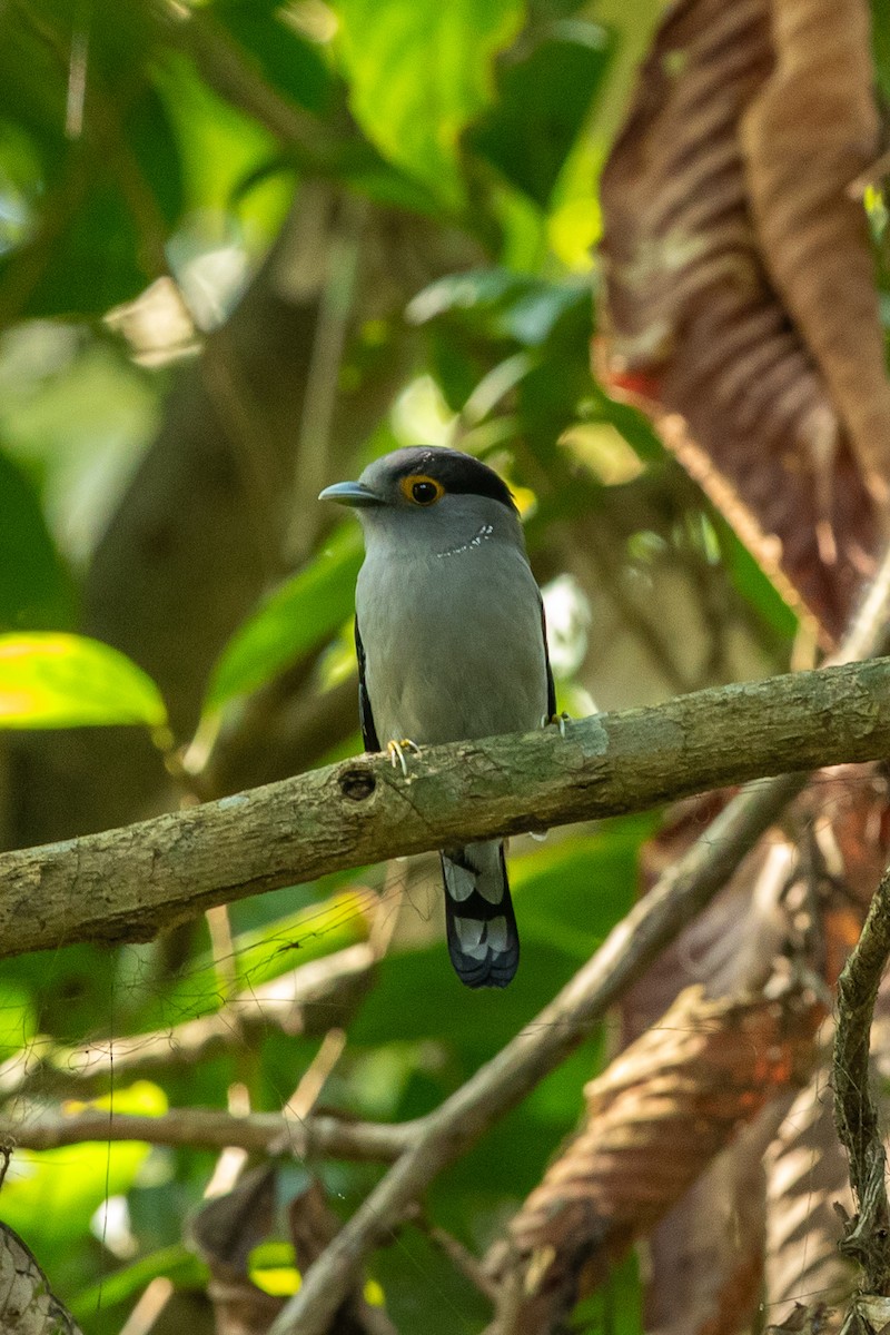 Gray-lored Broadbill - ML644303243
