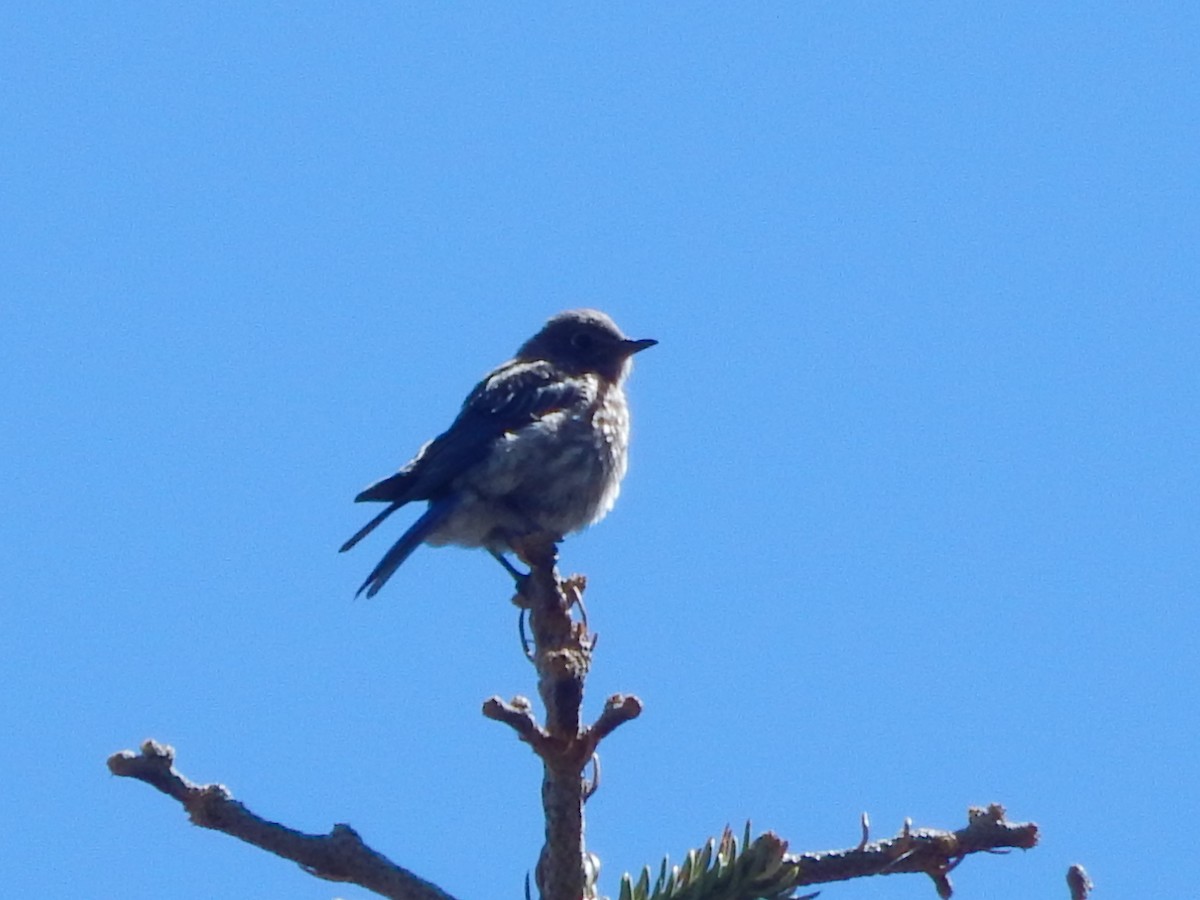 salašník západní - ML644303246