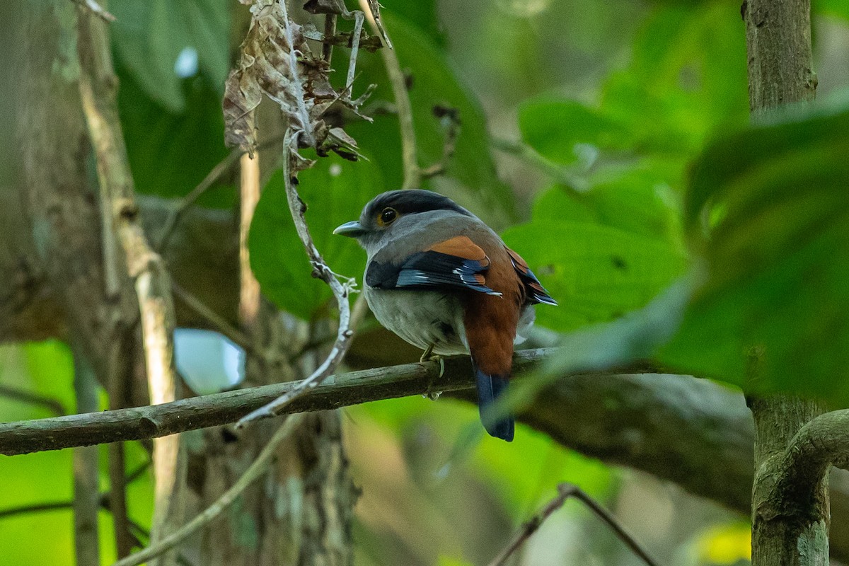 Gray-lored Broadbill - ML644303247