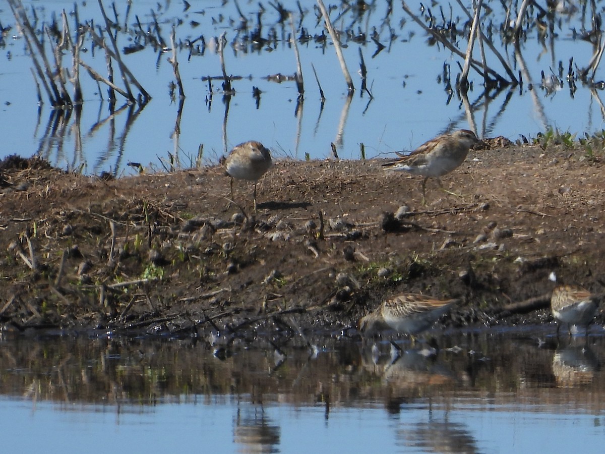 Сүүл элсэг - ML644303260