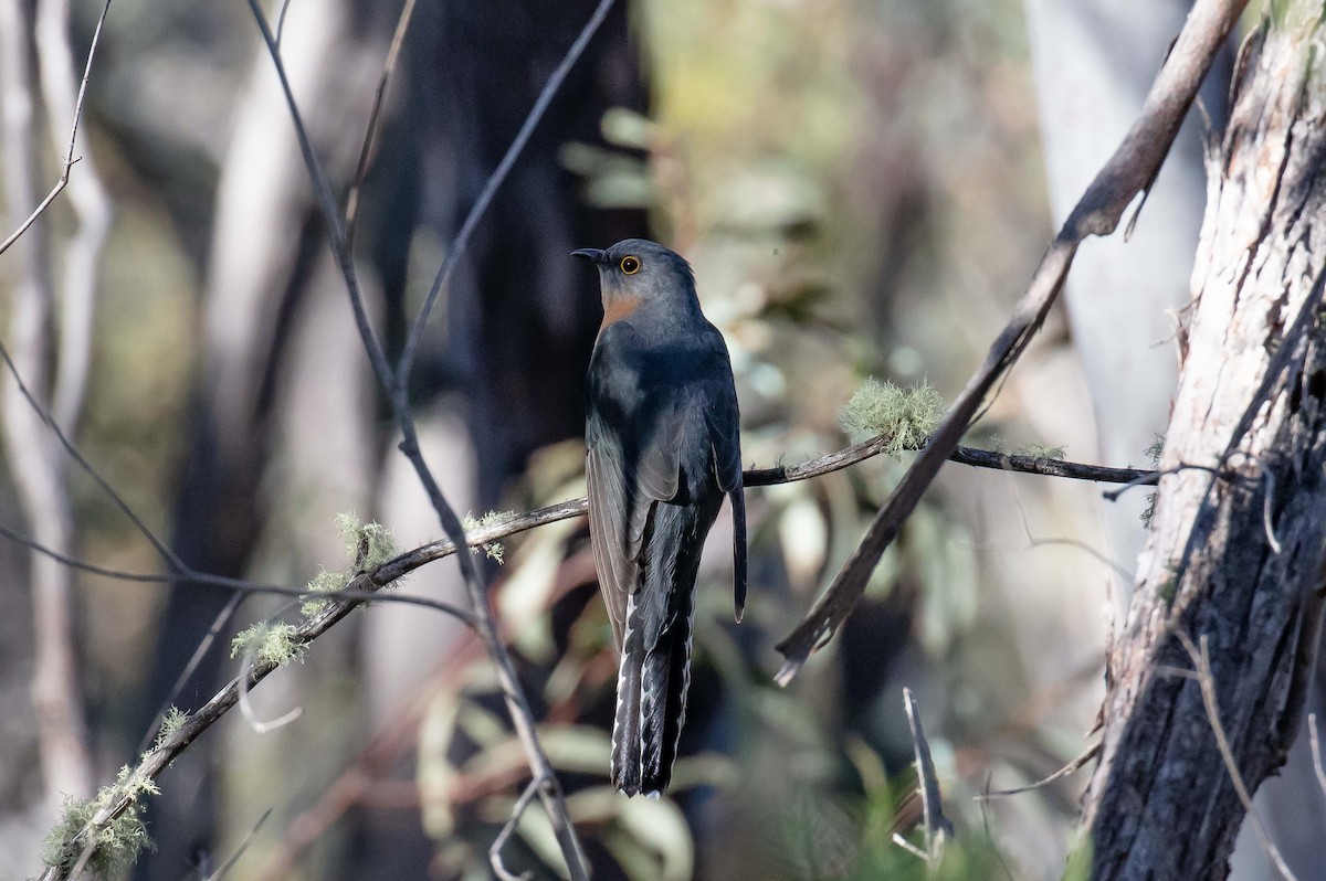 eBird Checklist - 12 Oct 2025 - Rose Retreat, Jerangle - Private ...