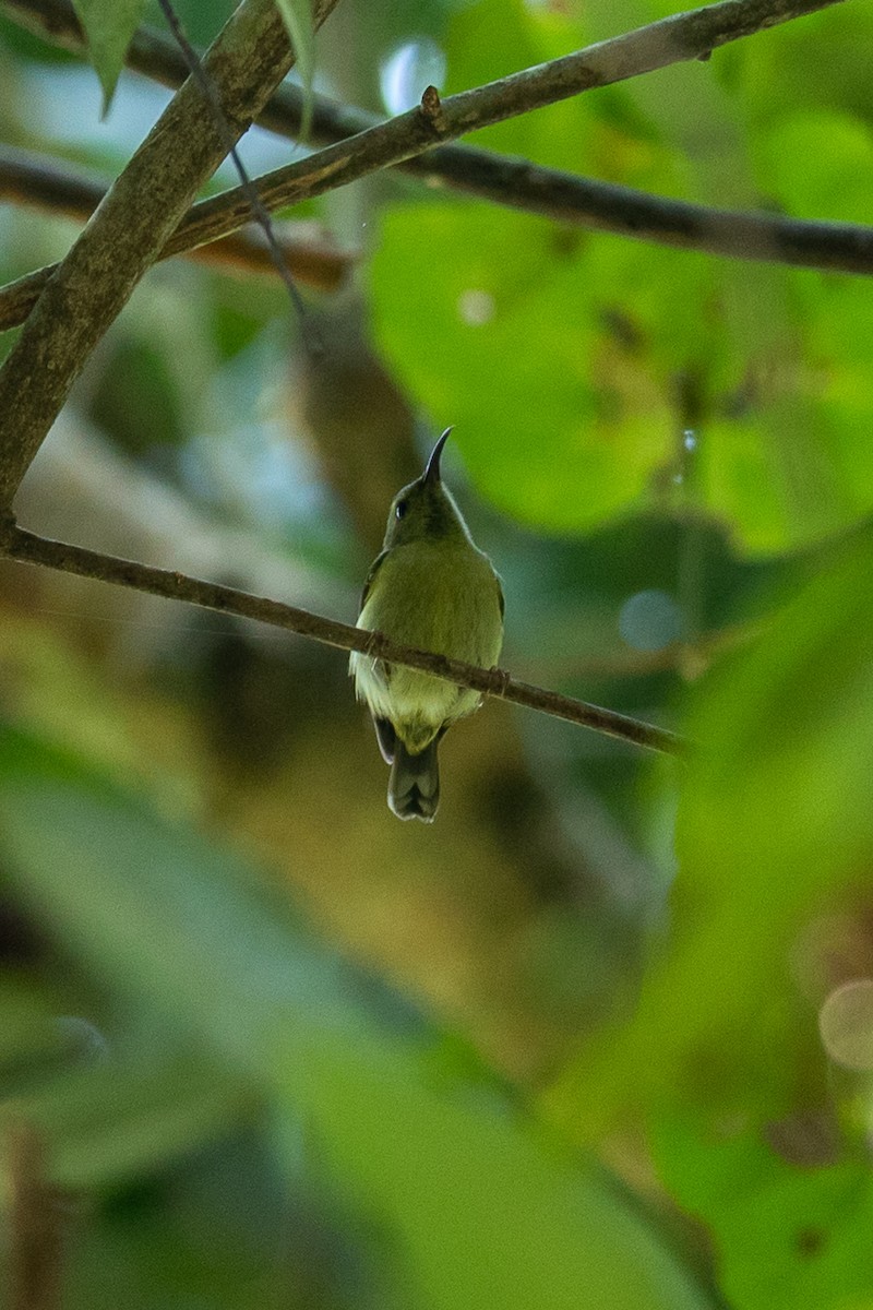 Black-throated Sunbird - ML644303264