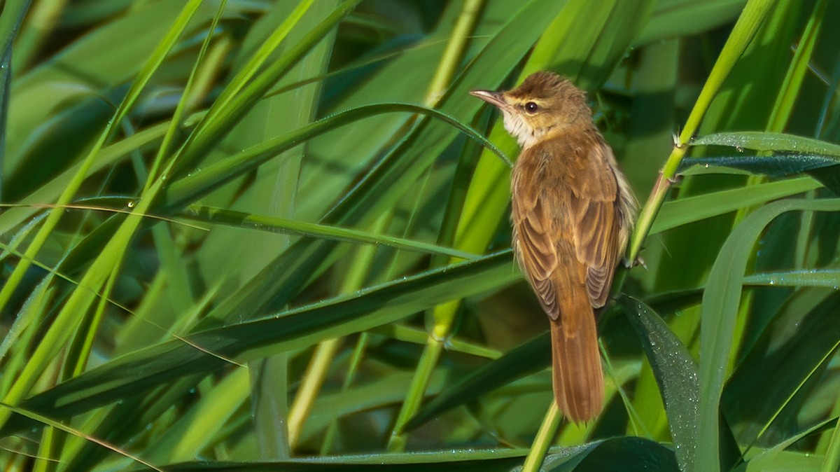 Дорнын охил бялзуухай - ML644303265