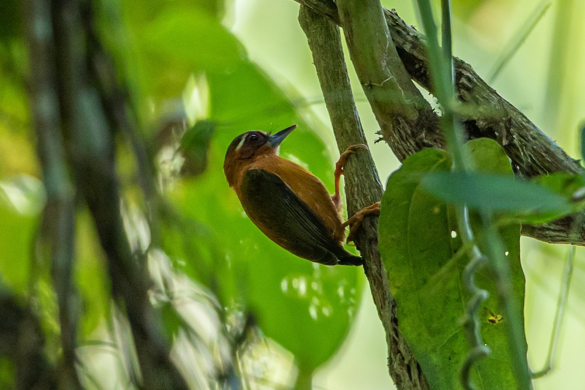 White-browed Piculet - ML644303275