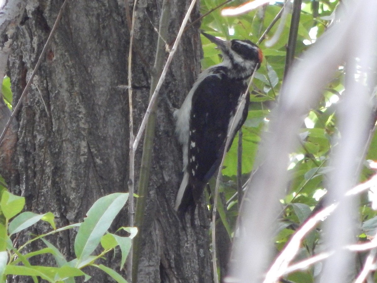 Haarspecht - ML644303277