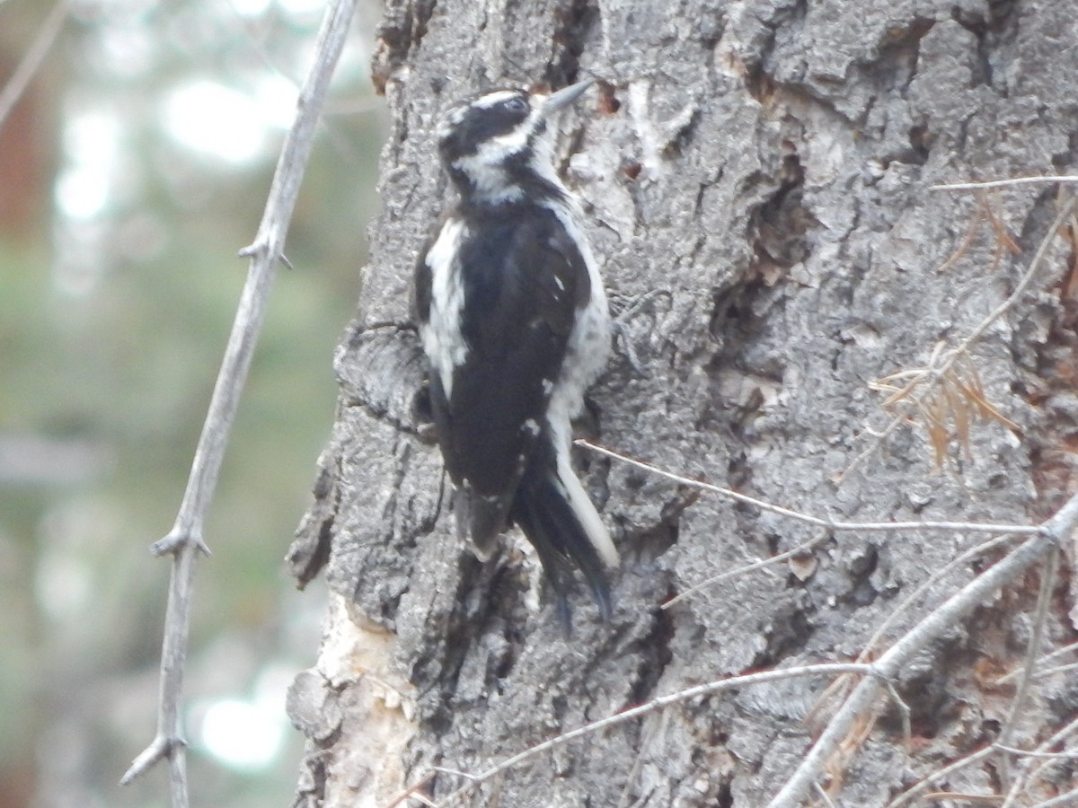 Haarspecht - ML644303278