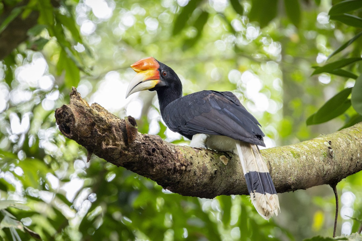 Rhinoceros Hornbill - ML644303292