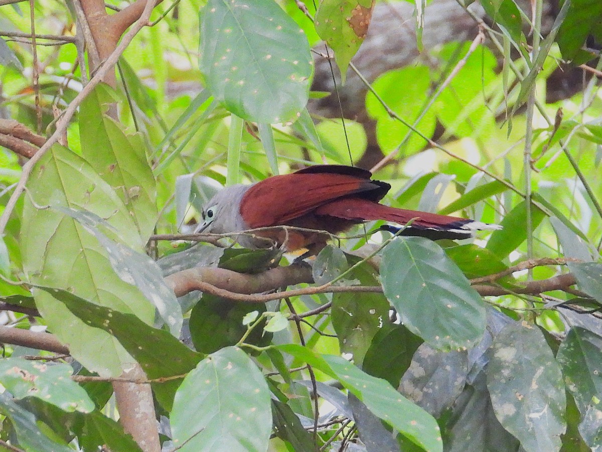 Raffles's Malkoha - ML644303293