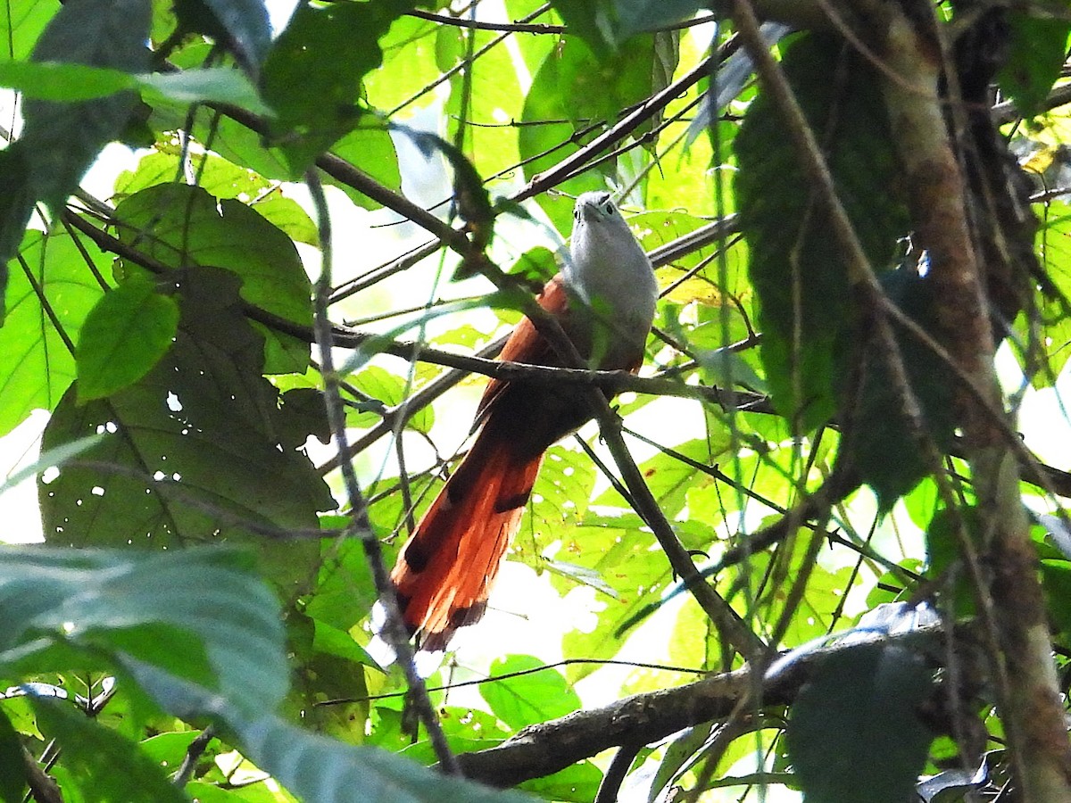 Raffles's Malkoha - ML644303294