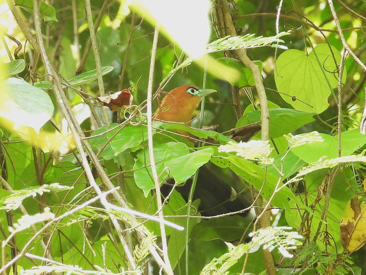 Raffles's Malkoha - ML644303295