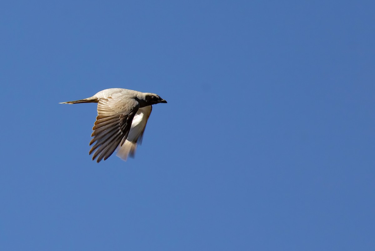 Black-faced Cuckooshrike - ML644303296