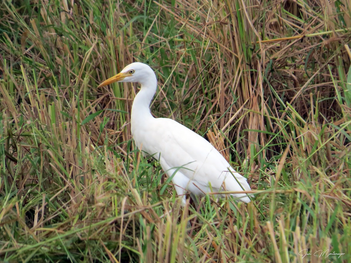 Eastern Cattle-Egret - ML644303306