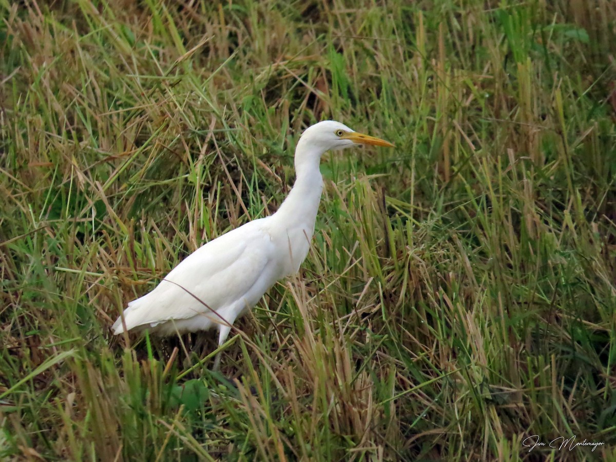 Eastern Cattle-Egret - ML644303307
