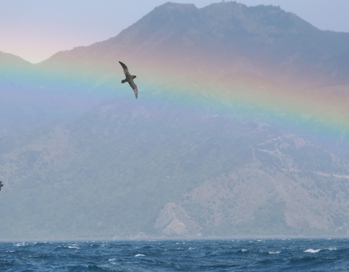 buřňák novozélandský - ML644303314