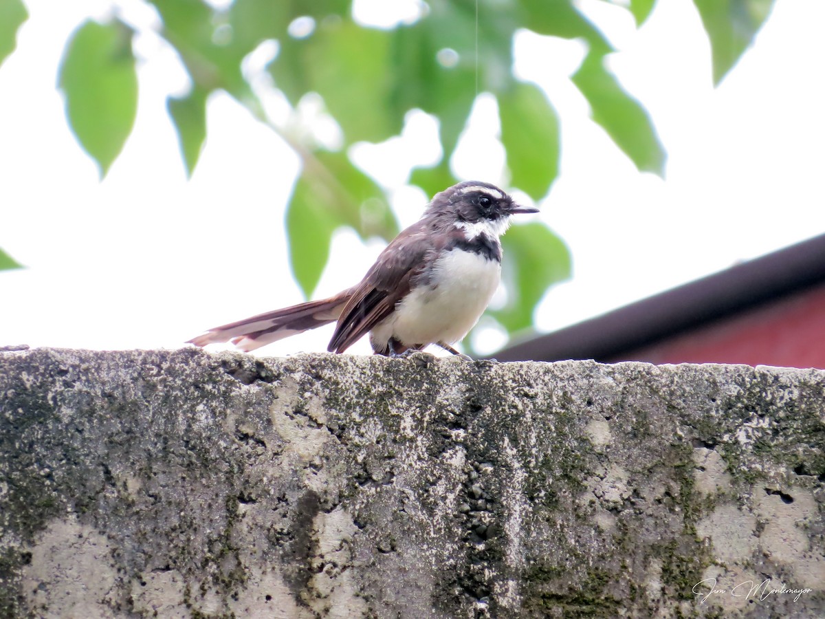 Rhipidure de Vigors - ML644303315