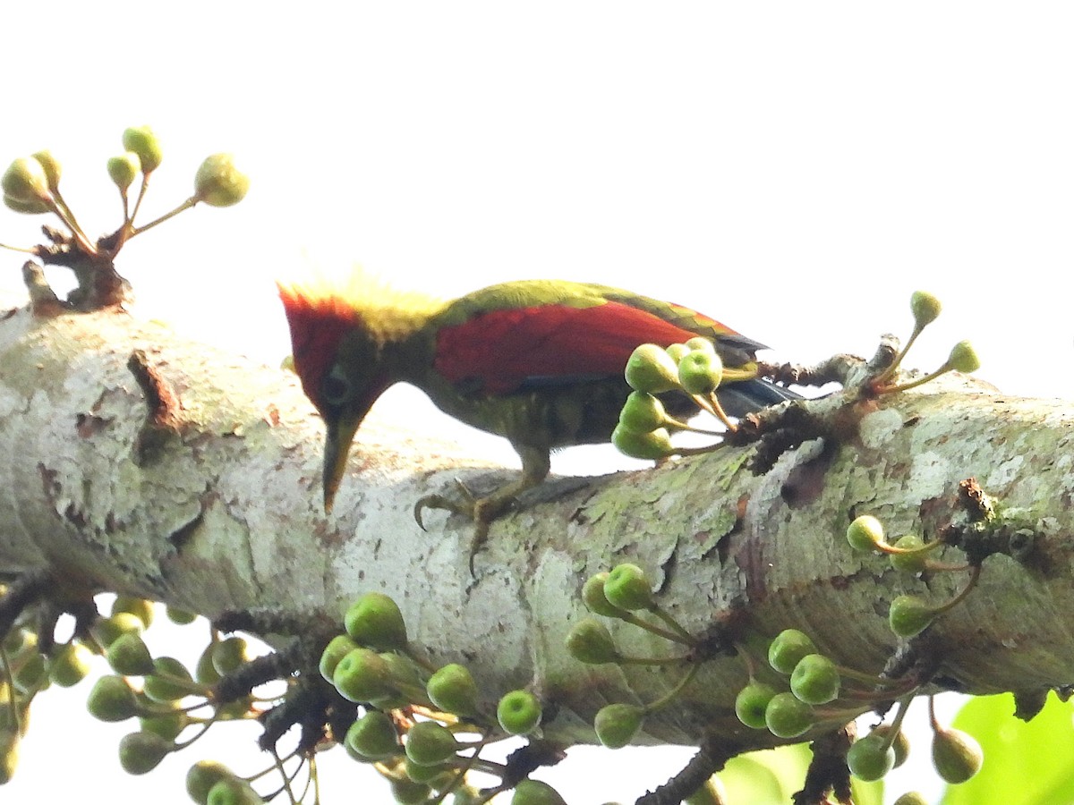 Crimson-winged Woodpecker - ML644303316