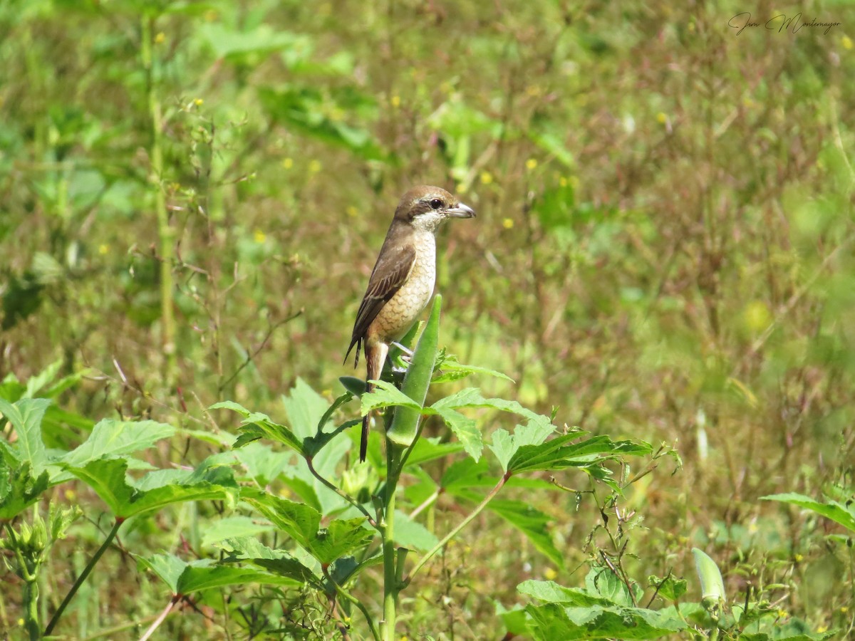 Brown Shrike - ML644303317
