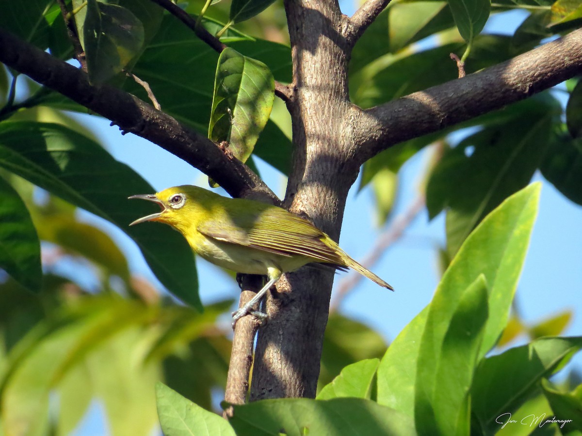 Lowland White-eye - ML644303318