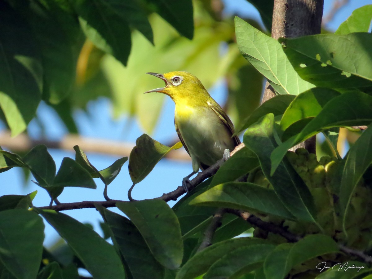 Lowland White-eye - ML644303319