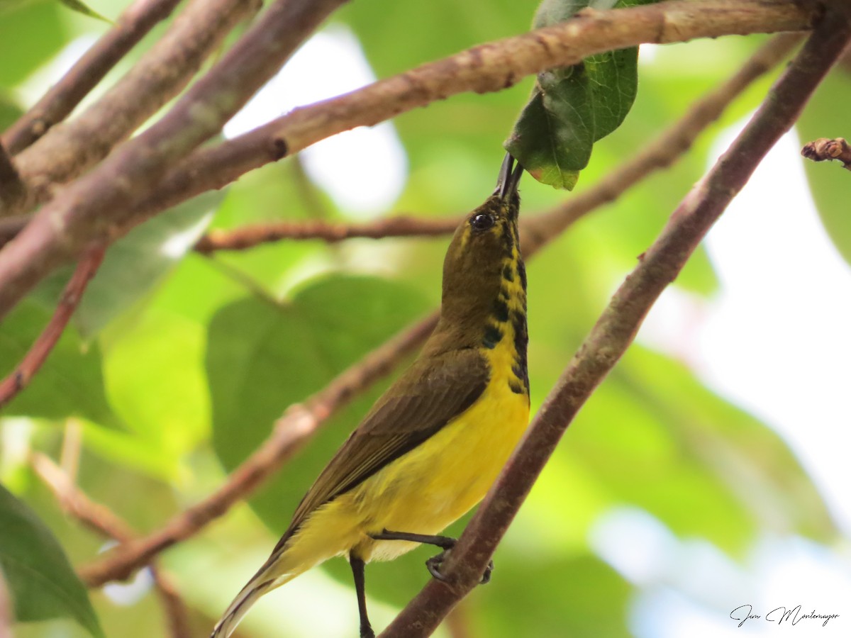 Garden Sunbird - ML644303322