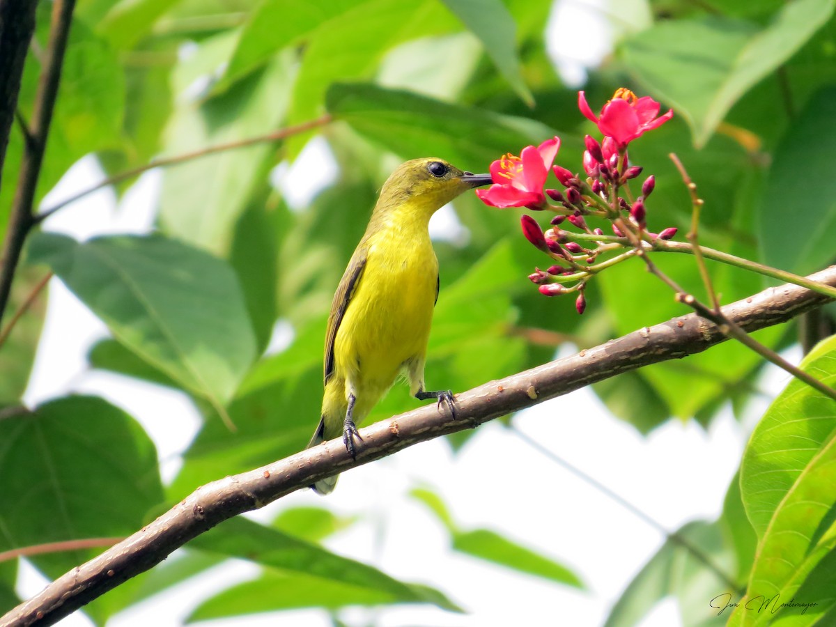Garden Sunbird - ML644303323