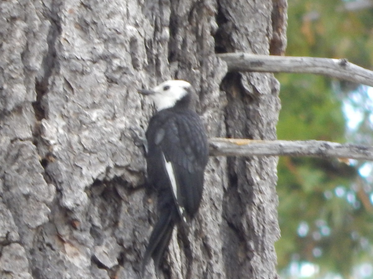 White-headed Woodpecker - ML644303326