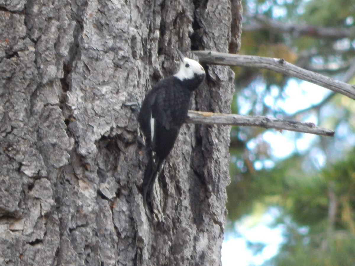 White-headed Woodpecker - ML644303327