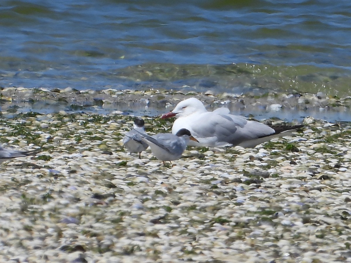 alveterne - ML644303329