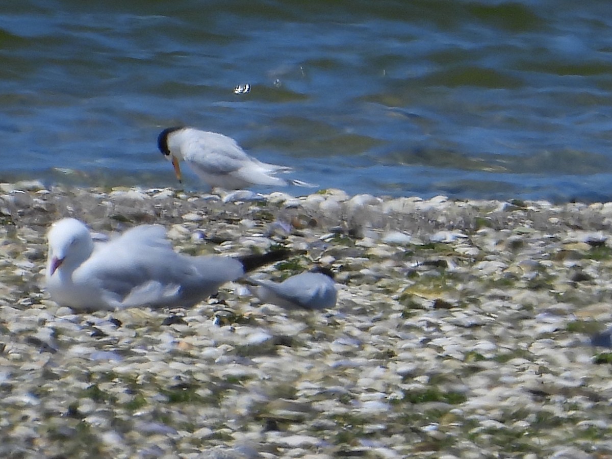 alveterne - ML644303330