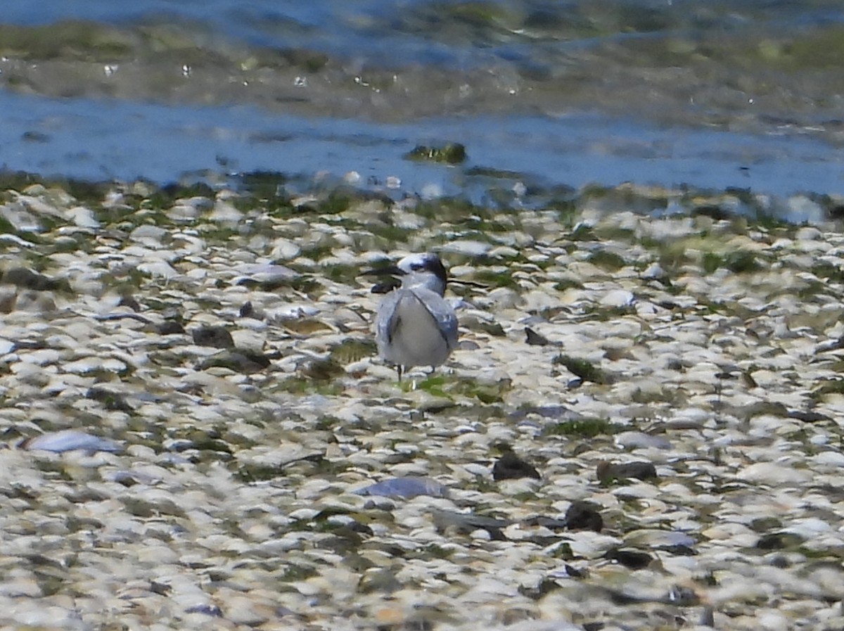 rybák obecný - ML644303335