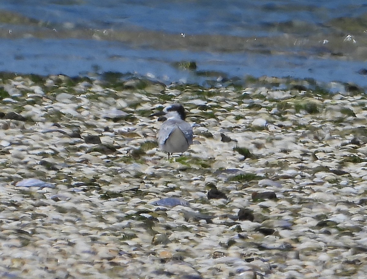 rybák obecný - ML644303336