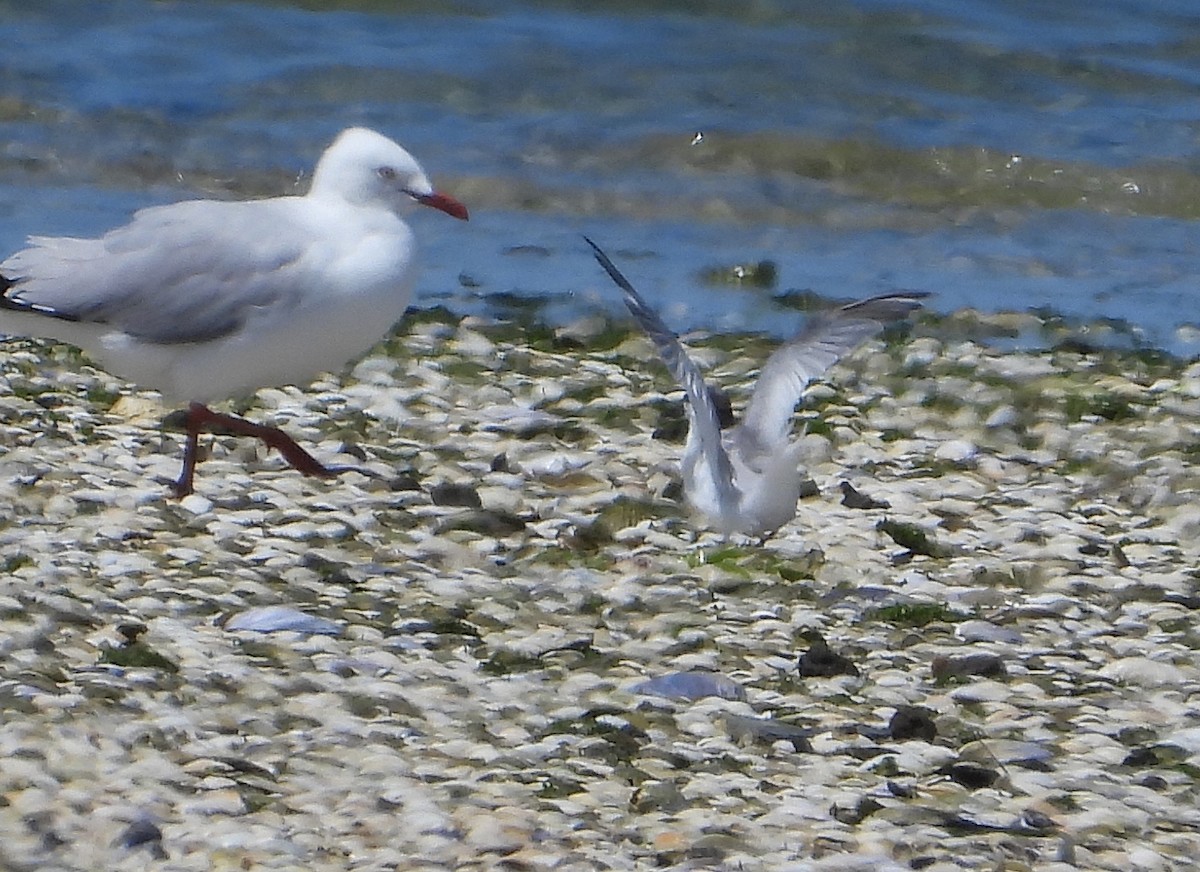 rybák obecný - ML644303337