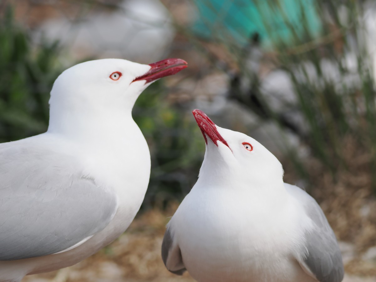 racek australský (ssp. scopulinus) - ML644303338