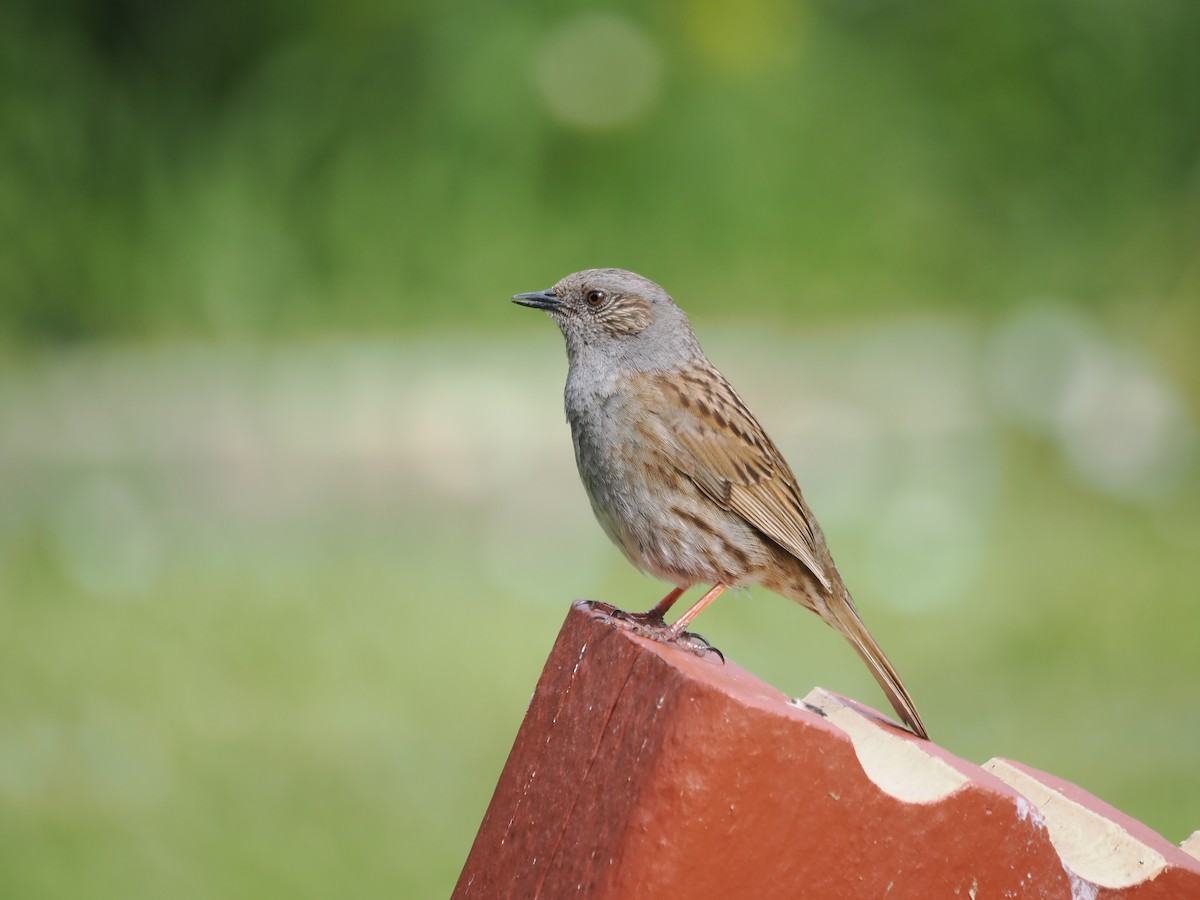 pěvuška modrá - ML644303342