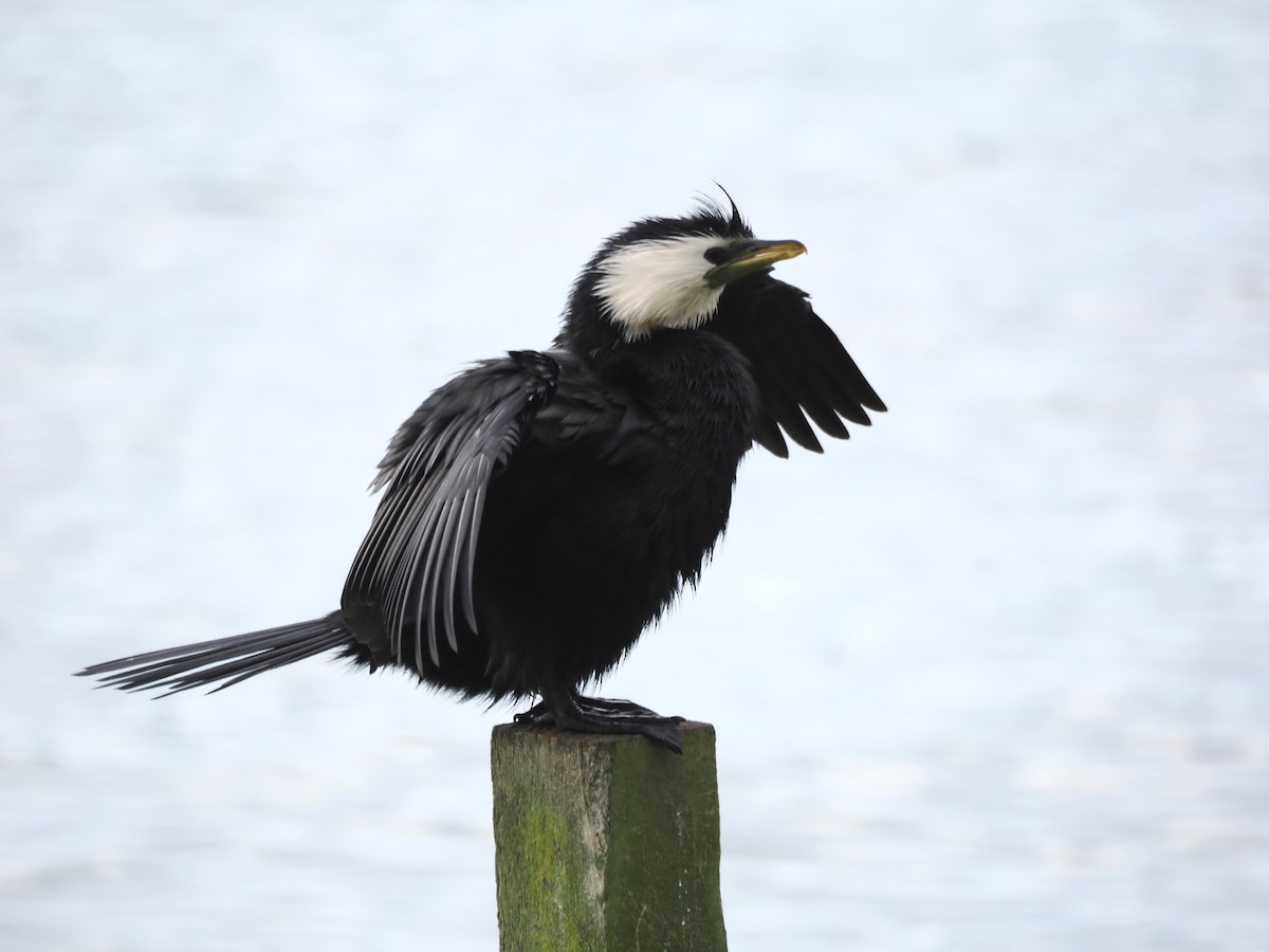 kormorán černobílý - ML644303348