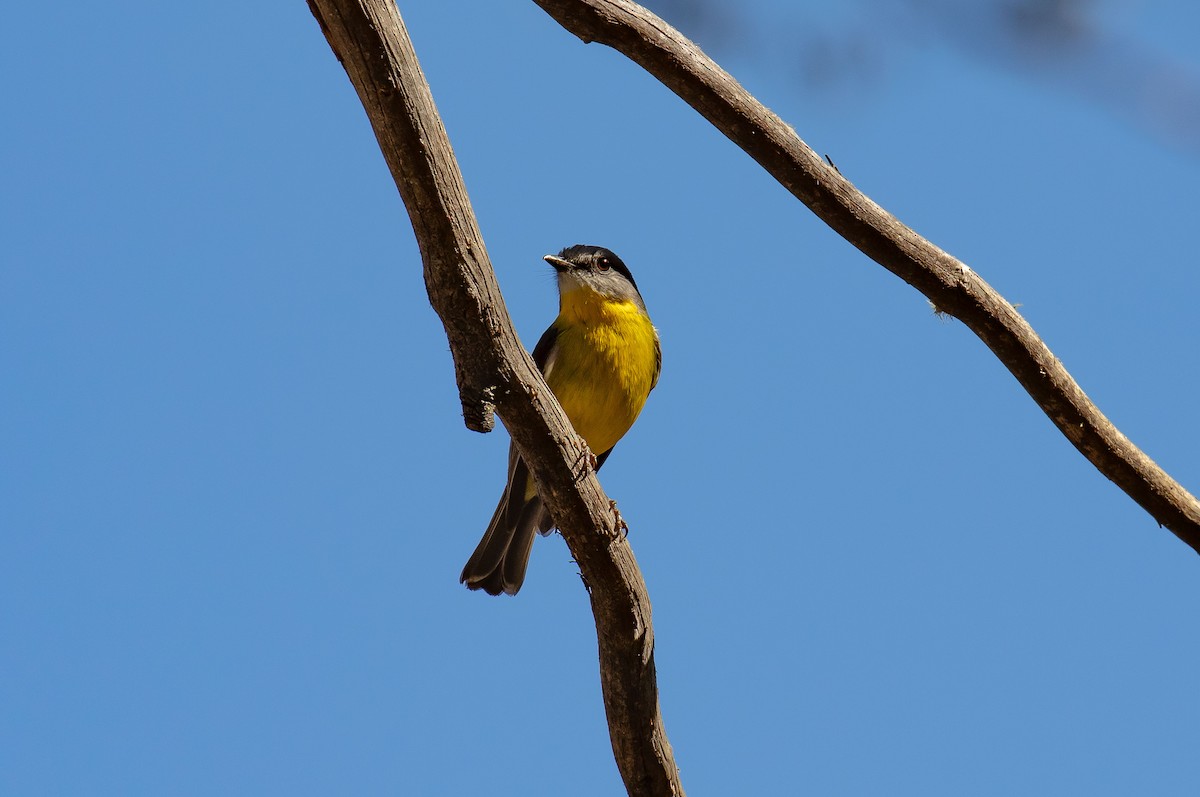 Eastern Yellow Robin - ML644303354