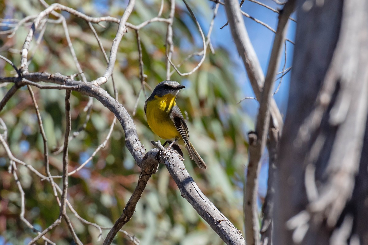 Eastern Yellow Robin - ML644303355