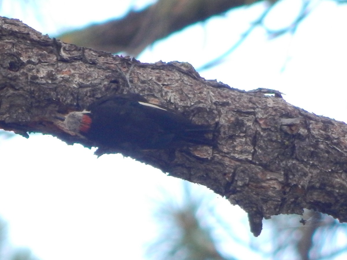 White-headed Woodpecker - ML644303359