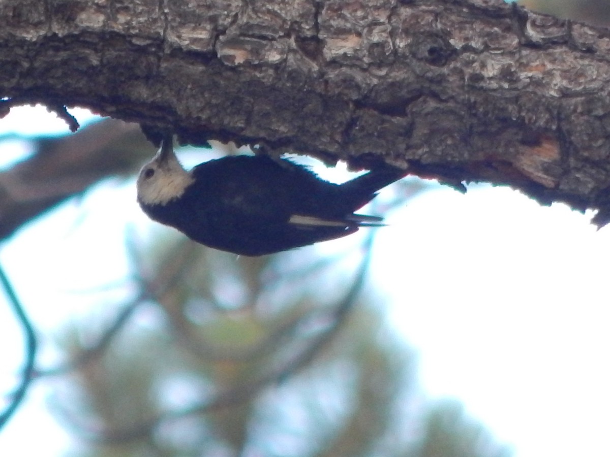White-headed Woodpecker - ML644303360