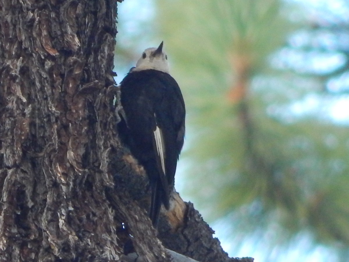 White-headed Woodpecker - ML644303361