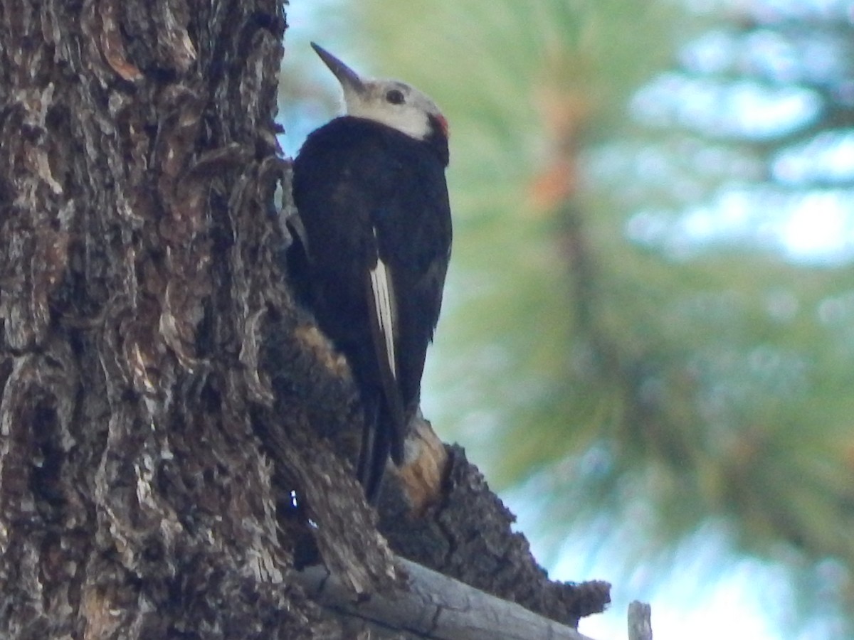 White-headed Woodpecker - ML644303362