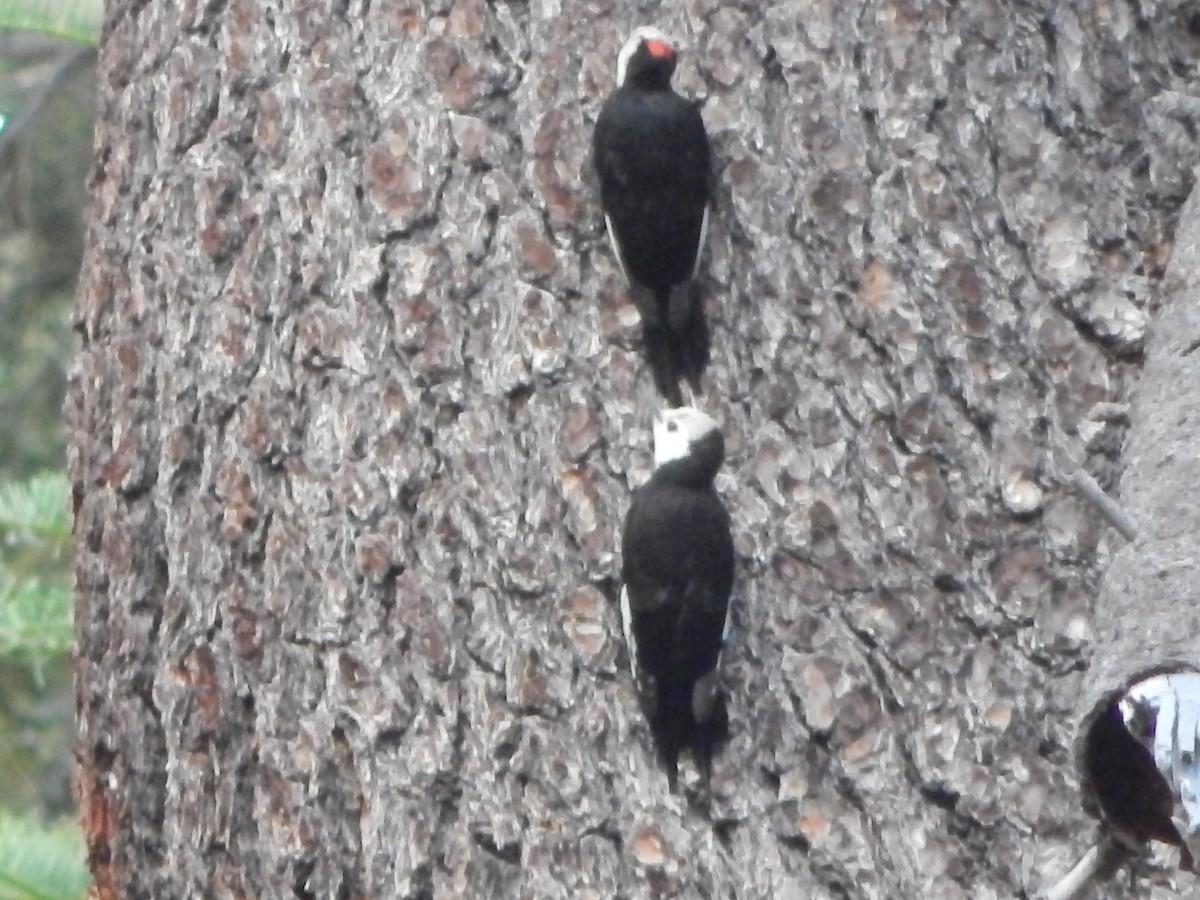 White-headed Woodpecker - ML644303363