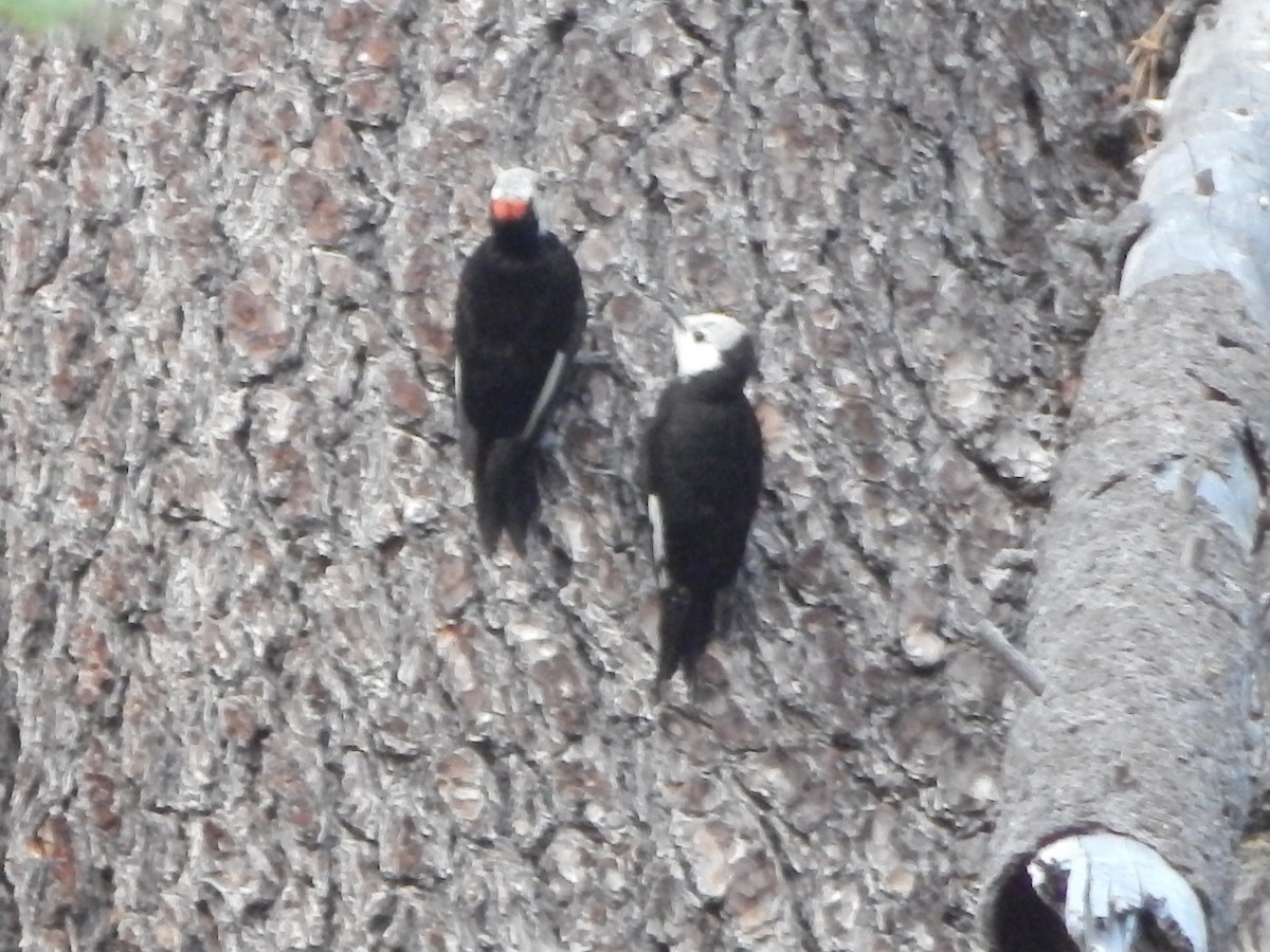 White-headed Woodpecker - ML644303364