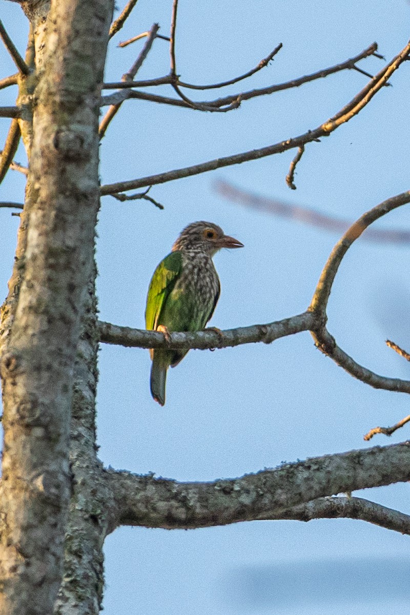 シロボシオオゴシキドリ - ML644303365